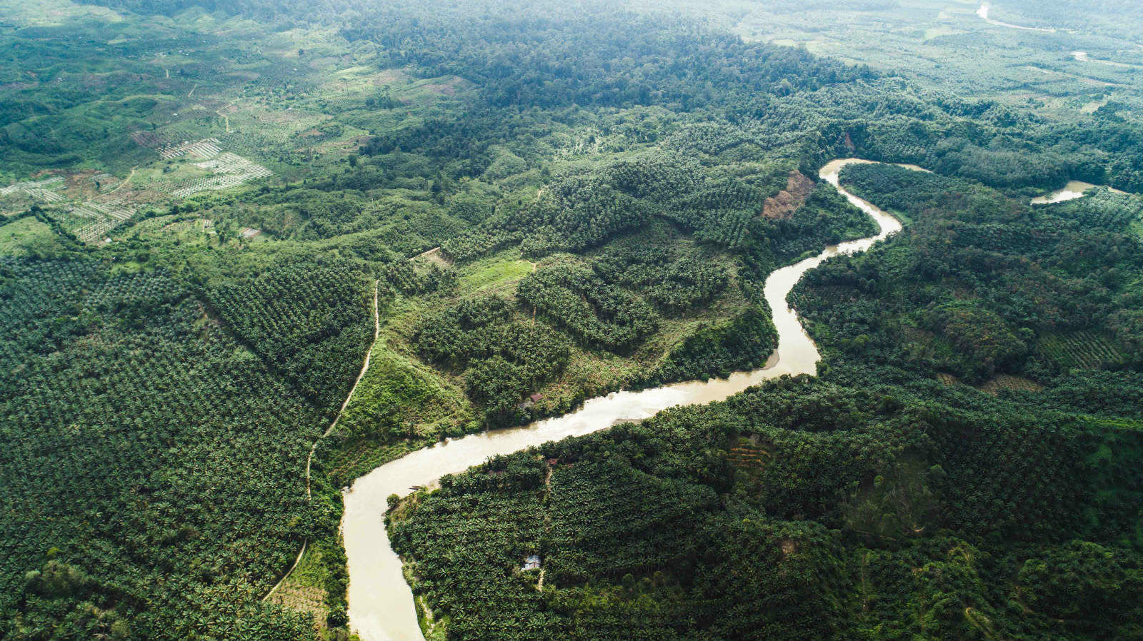 蘇門答臘 SOS 雨林
