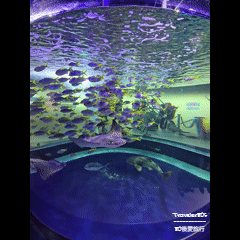 18 Atoa 水族館 (128).gif