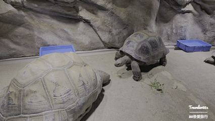 18 Atoa 水族館 (151).gif
