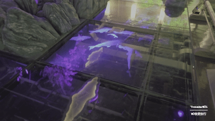 18 Atoa 水族館 (216).gif