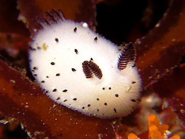海蛞蝓看起來滿身都是毛，而且還有一對耳朵和尾巴