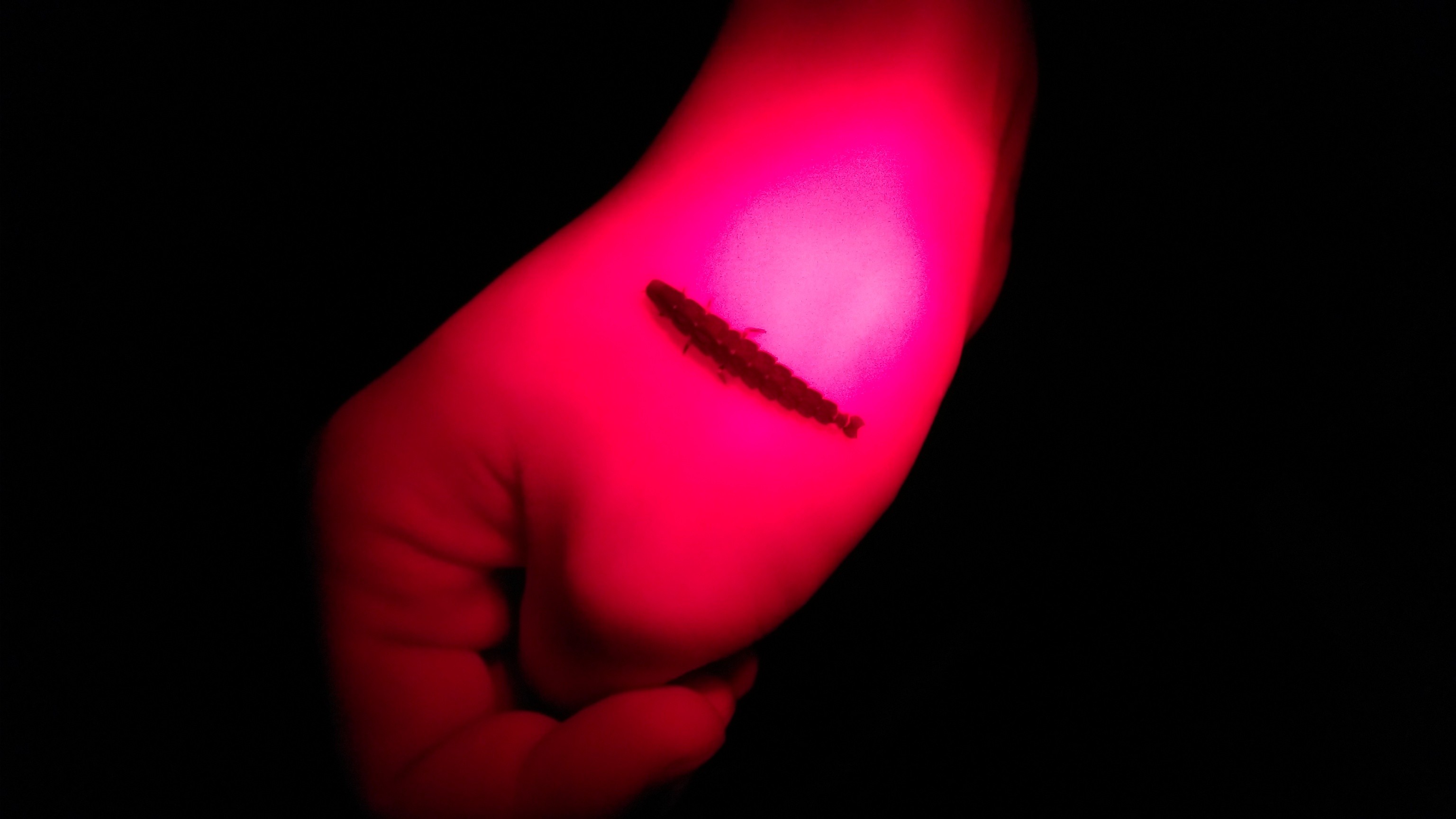本澳發現的螢火蟲 - 大陸窗螢幼蟲
