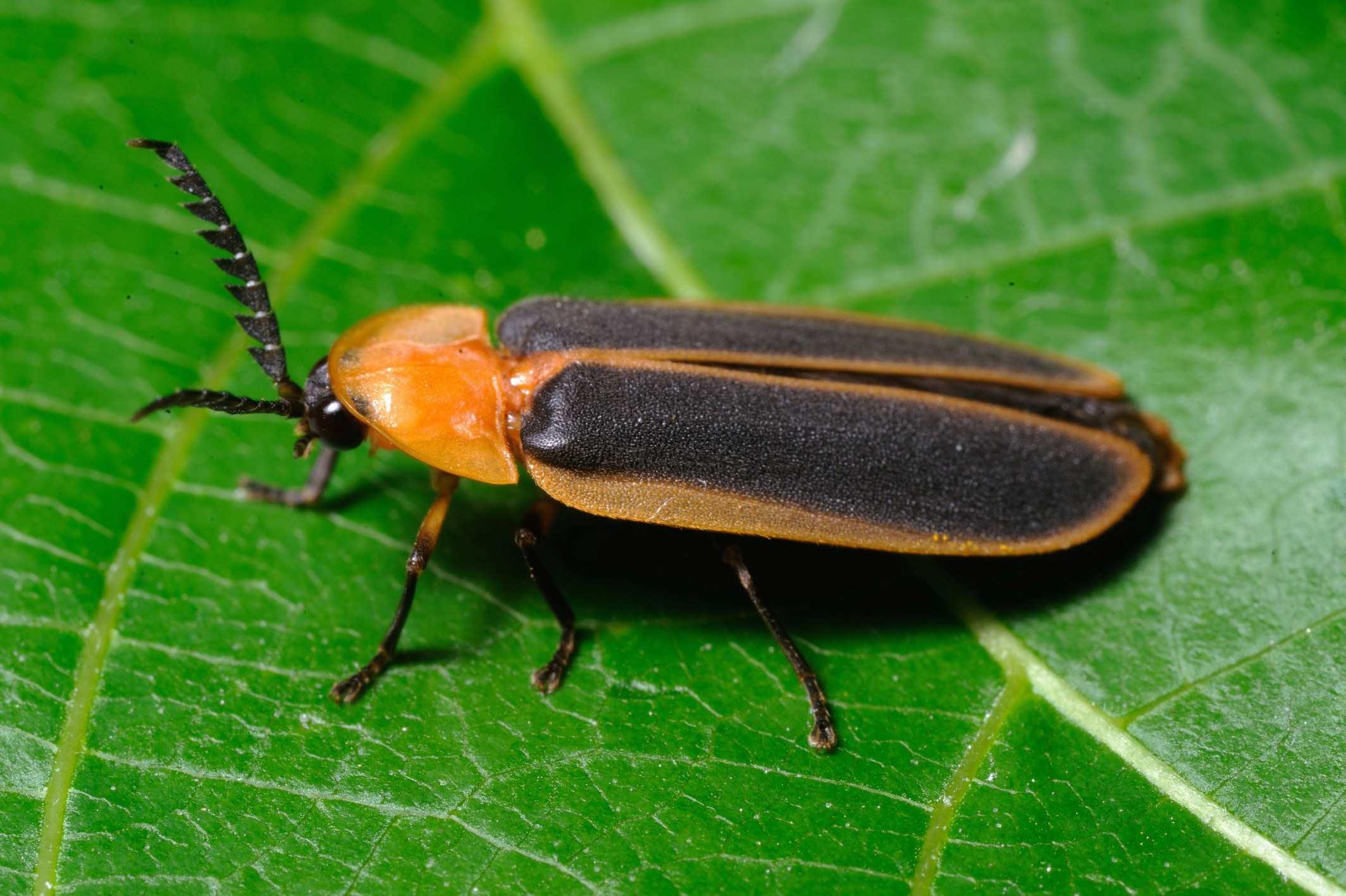 本澳發現的螢火蟲 - 大陸窗螢雄性成蟲