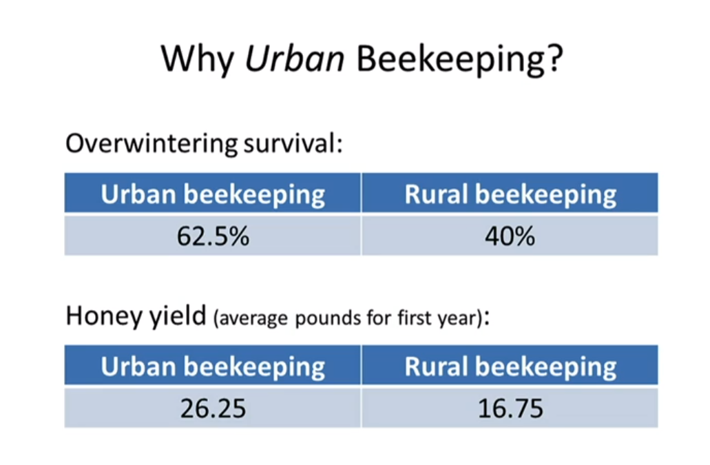 蜜蜂存活率，城市 VS 野外