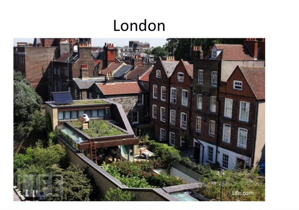 倫敦天台養植蜜蜂及建立微生態環境