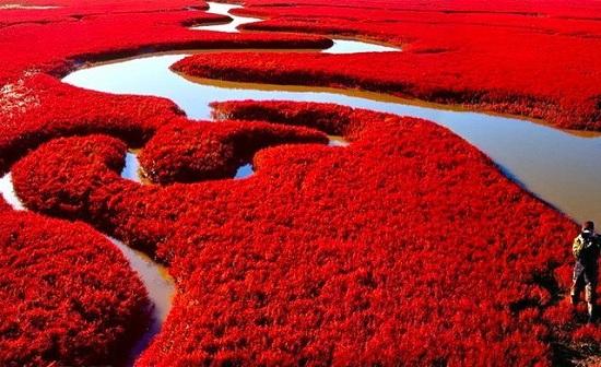 「中國遼河三角洲」 海藻將整座海灘都染成了令人驚訝的紅色