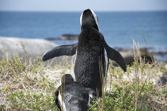 「南非企鵝灘」 欣賞知名的企鵝族群