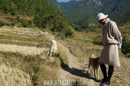 【不丹。故事】流浪狗 – 國家管理與信仰原則 1