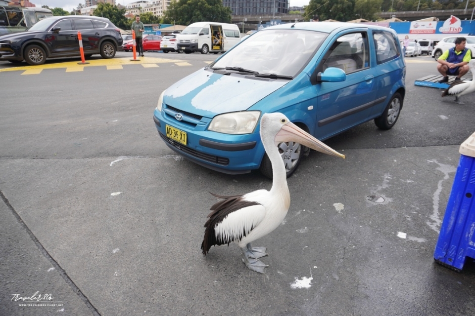 【澳洲 自駕。】Sydney Fish Market 悉尼魚