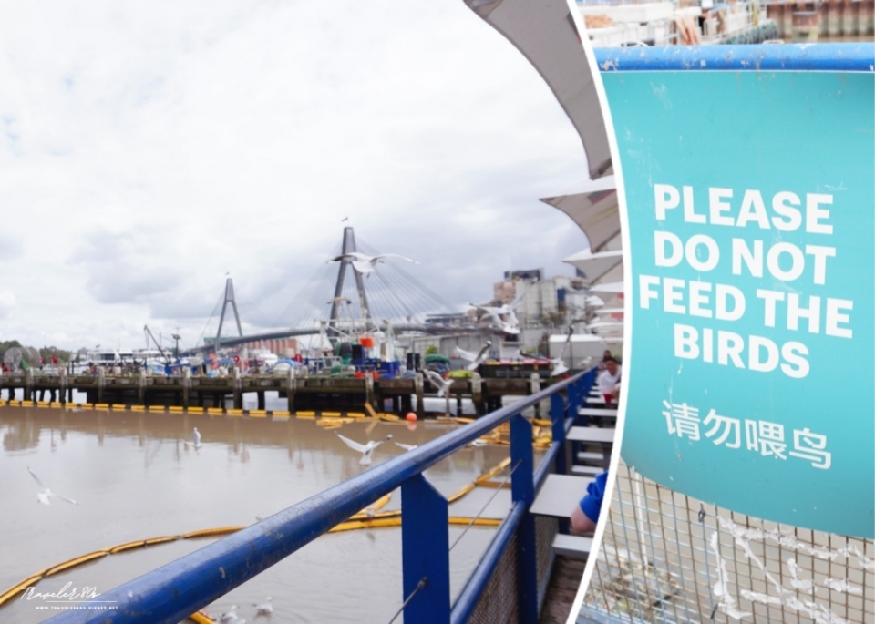 【澳洲 自駕。】Sydney Fish Market 悉尼魚